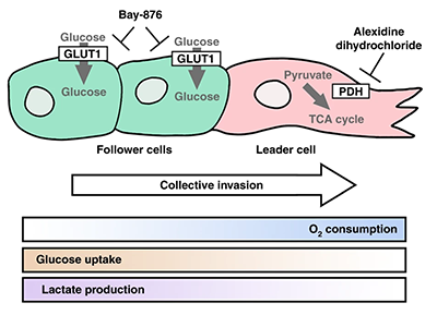 Overview of metabolically heterogeneous cellular subtypes in collective invasion and proposed co-targeting approach.
