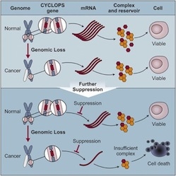 Genomic Loss illustration