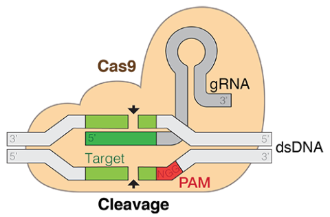 CRISPR/Cas9