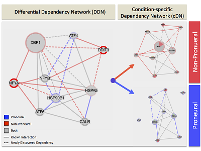 Cartoon schematic of gene interaction networks