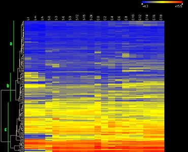 Heat map of the expression of ABC transporter genes in Tetrahymena
