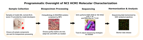 Programmatic Oversight of NCI HCMI Molecular Characterization