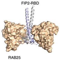 Crystal structure image of the RAB25 interacting with FIP2.
