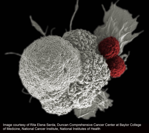 Killer T-cells attacking a tumor
