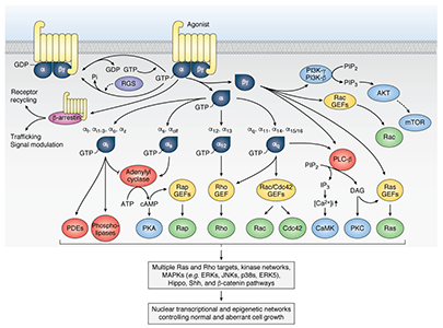 GPCR Signaling