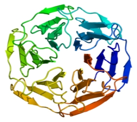 Ribbon structure of KEAP1