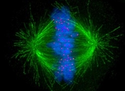 Image of the mitotic spindle in a human cell showing microtubules in green, chromosomes (DNA) in blue, and kinetochores in red (from Wikipedia).