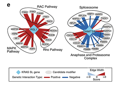 Genetic interaction partners involving two KRAS synthetic lethal genes identified in this study, RGL1 and DNMT3A, and associated pathways enriched for genetic interactions.