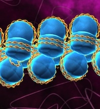 Illustration of DNA wrapped around histone proteins. 