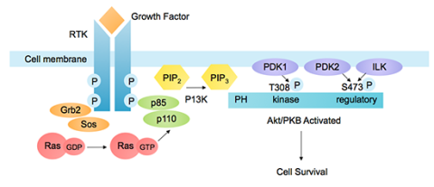 P13K-Akt Pathway Activated by RTK