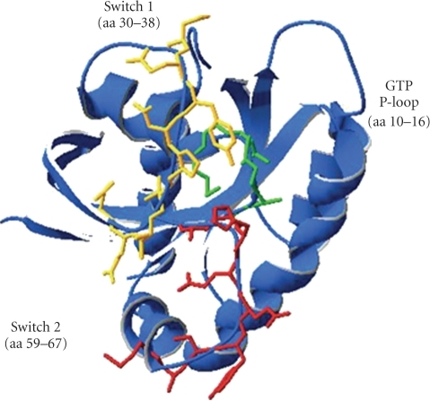 Image courtesy of Jancík S et al, J. Biomed. Biotechnol. 2010