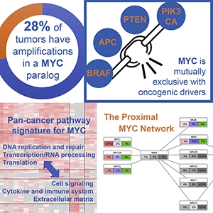 Schaub et al. 2018 Cell Systems publication graphical abstract