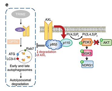 Proposed model of the mechanism underlying the oncogenicity of p85β