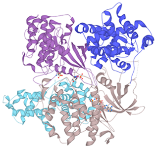4CXA Ribbon Structure