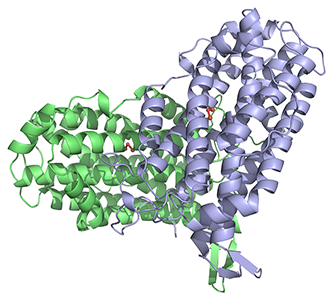 Ribonucleotide reductase R2 e coli