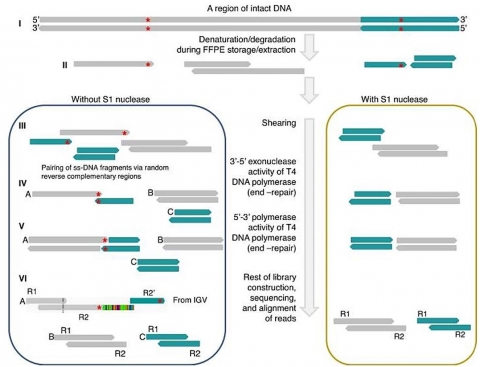 Strand split artifact reads (SSAR) mapping and diagrammatic depiction of the proposed mechanism