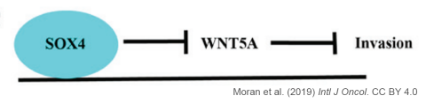 Summary hypothesis of the effects of SOX4 on WNT5a and invasion.