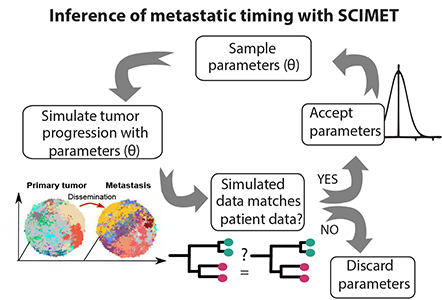 Inference of patient-specific evolutionary dynamics and the timing of metastasis from cancer genomic data using SCIMET.