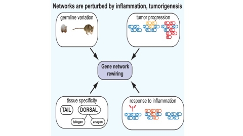 Gene networks related to specific cell types differed at tissue sites, suggesting mechanisms for the differential susceptibility to disease.