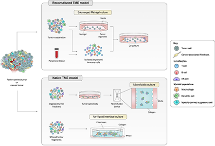 Tumor Organoid Culture Systems Modeling the Tumor Immune Microenvironment