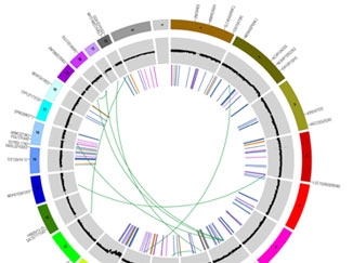 Schematic of genetic interactions