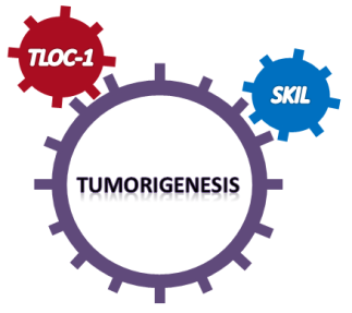 TLCO1 and SKIL1 genes drive tumorigenesis