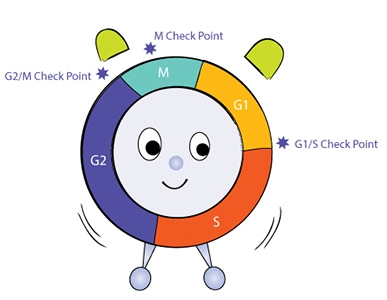 The cell cycle