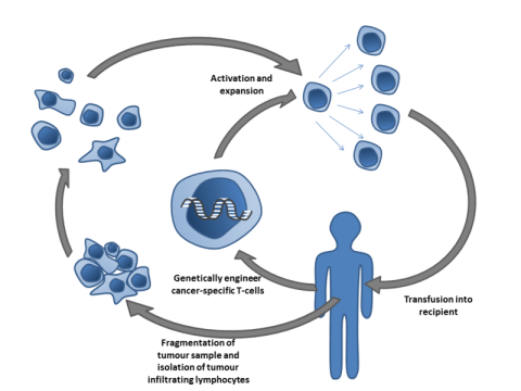Adoptive T Cell Therapy
