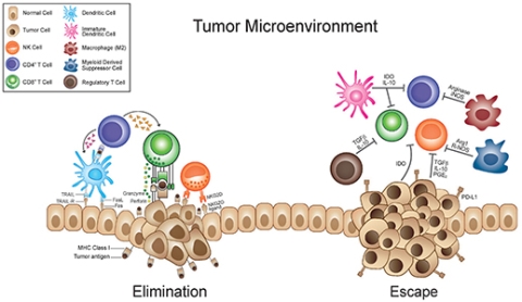 Tumor microenvironment