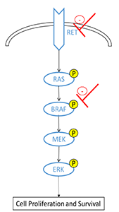 The RET, RAS-RAF-MAPK pathway with sites of RXDX-105 inhibition in red.