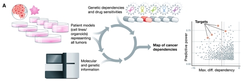 By profiling hundreds of patient models of human cancer, the Cancer Dependency Map systematically identifies gene dependencies, small molecule sensitivities, and the markers that predict their response