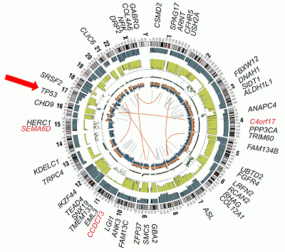 Circular graph depicting gene rearrangements