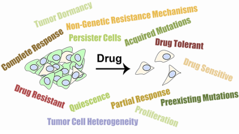 Tumor heterogeneity and drug responses.