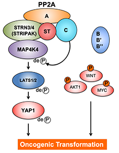 Proposed model of ST-mediated transformation