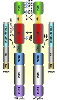 Schematic model of how p85α interacts with PTEN