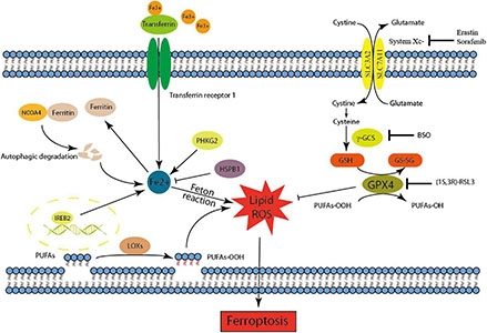 Initiation of Ferroptosis by Inhibition of Xc-system or GPX4 Activity