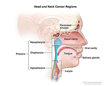 Head and neck cancer regions