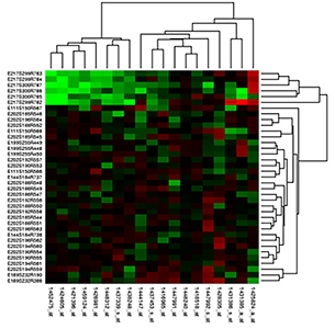 Heat map visualizing functional patterns in large scale data sets. These patterns are brought into biological context by data mining.