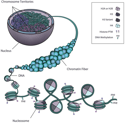 Cartoon model of chromatin and histones