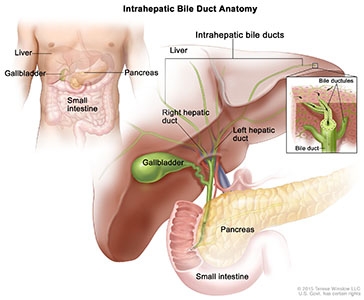 Bile Duct, Intrahepatic, Anatomy