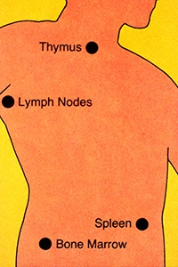 Immune System Illustration