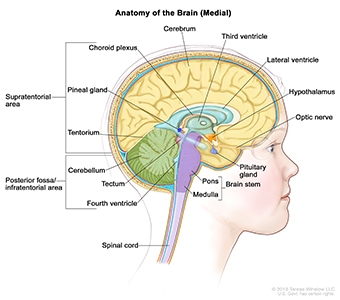 Brain, Medial, Child, Anatomy-HP
