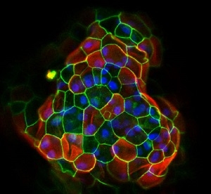 Colorful image of cell culture