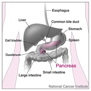 Image of the pancreas and nearby organs and structures in the digestive tract.
