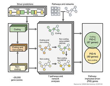 Overview of the pathway and network analysis approach.