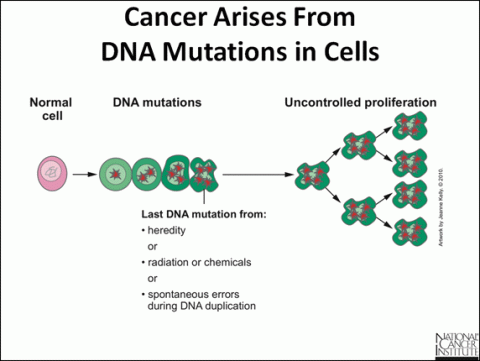 Cancer arises fro DNA mutations in cells