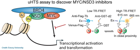 uHTS assay to discover MYC/NSD3 inhibitors