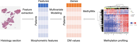 Representation of the machine learning pipeline to predict DNA methylation states from whole slide images.