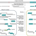 Strand split artifact reads (SSAR) mapping and diagrammatic depiction of the proposed mechanism